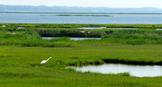 Egret in Avalon